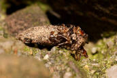 Dahlica triquetrella / Dreikant-Zwerg-Sacktrger / Nachtfalter - Echte Sacktrger - Psychidae - Dahlicini