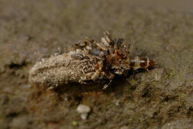 Dahlica triquetrella / Dreikant-Zwerg-Sacktrger / Nachtfalter - Echte Sacktrger - Psychidae - Dahlicini