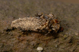 Dahlica triquetrella / Dreikant-Zwerg-Sacktrger / Nachtfalter - Echte Sacktrger - Psychidae - Dahlicini