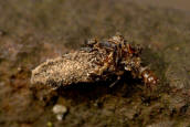 Dahlica triquetrella / Dreikant-Zwerg-Sacktrger / Nachtfalter - Echte Sacktrger - Psychidae - Dahlicini