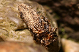 Dahlica triquetrella / Dreikant-Zwerg-Sacktrger / Nachtfalter - Echte Sacktrger - Psychidae - Dahlicini