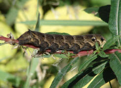 Deilephila elpenor / Mittlerer Weinschwrmer (Raupe) / Sphingidae - Schwrmer - Macroglossinae