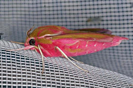 Deilephila elpenor / Mittlerer Weinschwrmer / Sphingidae - Schwrmer - Macroglossinae