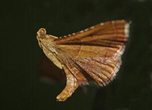 Endotricha flammealis  / Geflammter Kleinznsler / Znsler - Pyralidae - Pyralinae
