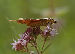 Euplagia quadripunctaria / Russischer Br / Spanische Flagge / Nachtfalter - Eulenfalter - Erebidae - Brenspinner - Arctiinae - Arctiini