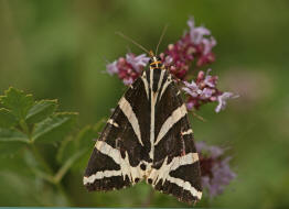 Euplagia quadripunctaria / Russischer Br / Spanische Flagge / Nachtfalter - Eulenfalter - Erebidae - Brenspinner - Arctiinae - Arctiini