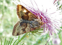 Heliothis viriplaca / Karden-Sonneneule / Nachtfalter - Eulenfalter - Noctuidae - Heliothinae