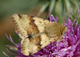 Heliothis viriplaca / Karden-Sonneneule / Nachtfalter - Eulenfalter - Noctuidae - Heliothinae