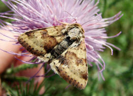 Heliothis viriplaca / Karden-Sonneneule / Nachtfalter - Eulenfalter - Noctuidae - Heliothinae