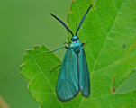 Jordanita spec. / Grünwidderchen / Nachtfalter - Widderchen - Zygaenidae - Procridinae