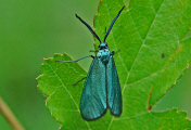 Jordanita spec. / Grünwidderchen / Nachtfalter - Widderchen - Zygaenidae - Procridinae