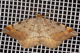 Macaria liturata / Violettgrauer Eckflgelspanner / Nachtfalter - Spanner - Geometridae - Ennominae