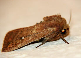 Mythimna albipuncta / Weifleck-Graseule / Nachtfalter - Eulenfalter - Noctuidae - Hadeninae