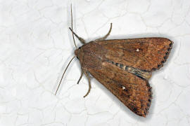 Mythimna albipuncta / Weifleck-Graseule / Nachtfalter - Eulenfalter - Noctuidae - Hadeninae