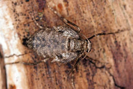 Operophtera brumata / Kleiner Frostspanner (Weibchen) / Nachtfalter - Spanner - Geometridae - Larentiinae 