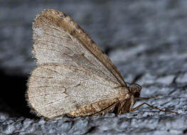 Operophtera brumata / Kleiner Frostspanner / Nachtfalter - Spanner - Geometridae - Larentiinae 