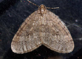 Operophtera brumata / Kleiner Frostspanner / Nachtfalter - Spanner - Geometridae - Larentiinae 