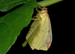 Opisthograptis luteolata / Gelbspanner / Weidornspanner / Nachtfalter - Spanner - Geometridae - Ennominae