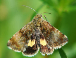 Panemeria tenebrata / Hornkraut-Tageule / Hornkraut-Sonneneulchen / Nachtfalter - Eulenfalter - Noctuidae - Stiirinae