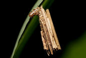 Psyche casta / Kleiner Rauch-Sacktrger / Nachtfalter - Echte Sacktrger - Psychidae - Psychinae