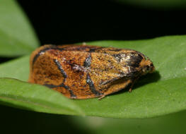 Ptycholoma lecheana / Kein deutscher Name bekannt / Nachtfalter - Wickler - Tortricidae