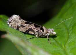 Ypsolopha sequella / Osterhasenfalter / Nachtfalter - Ypsolophidae - Ypsolophinae