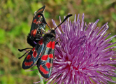 Zygaena carniolica / Esparsetten-Widderchen / Krainer Widderchen / Nachtfalter - Widderchen - Zygaenidae - Zygaeninae