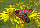 Zygaena carniolica / Esparsetten-Widderchen / Krainer Widderchen / Nachtfalter - Widderchen - Zygaenidae - Zygaeninae