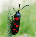 Zygaena ephialtes / Vernderliches Widderchen / Nachtfalter - Widderchen - Zygaenidae - Zygaeninae