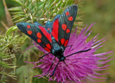 Zygaena ephialtes / Veränderliches Widderchen / Nachtfalter - Widderchen - Zygaenidae - Zygaeninae