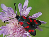 Zygaena transalpina / Hufeisenklee-Widderchen / Nachtfalter - Widderchen - Zygaenidae - Zygaeninae