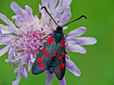 Zygaena transalpina / Hufeisenklee-Widderchen / Nachtfalter - Widderchen - Zygaenidae - Zygaeninae