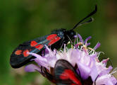 Zygaena filipendulae / Sechsfleck-Widderchen / Nachtfalter - Widderchen - Zygaenidae - Zygaeninae