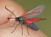 Zygaena transalpina / Hufeisenklee-Widderchen / Nachtfalter - Widderchen - Zygaenidae - Zygaeninae