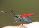 Zygaena transalpina / Hufeisenklee-Widderchen / Nachtfalter - Widderchen - Zygaenidae - Zygaeninae