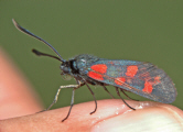 Zygaena transalpina / Hufeisenklee-Widderchen / Nachtfalter - Widderchen - Zygaenidae - Zygaeninae