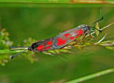 Zygaena loti / Beilfleck-Widderchen / Nachtfalter - Widderchen - Zygaenidae - Zygaeninae