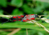 Zygaena loti / Beilfleck-Widderchen / Nachtfalter - Widderchen - Zygaenidae - Zygaeninae