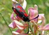 Zygaena loti / Beilfleck-Widderchen / Nachtfalter - Widderchen - Zygaenidae - Zygaeninae