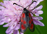 Zygaena loti / Beilfleck-Widderchen / Nachtfalter - Widderchen - Zygaenidae - Zygaeninae