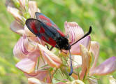 Zygaena loti / Beilfleck-Widderchen / Nachtfalter - Widderchen - Zygaenidae - Zygaeninae