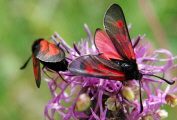 Zygaena purpuralis/Zygaena minos / Thymian-Widderchen/Bibernell-Widderchen / Nachtfalter - Widderchen - Zygaenidae - Zygaeninae