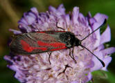 Zygaena purpuralis/Zygaena minos / Thymian-Widderchen/Bibernell-Widderchen / Nachtfalter - Widderchen - Zygaenidae - Zygaeninae