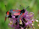 Zygaena purpuralis/Zygaena minos / Thymian-Widderchen/Bibernell-Widderchen / Nachtfalter - Widderchen - Zygaenidae - Zygaeninae