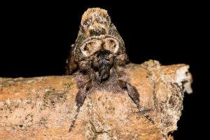 Abrostola tripartita / Silbergraue Nessel-Hckereule / Nachtfalter - Eulenfalter - Noctuidae - Plusiinae