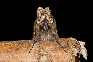 Abrostola tripartita / Silbergraue Nessel-Hckereule / Nachtfalter - Eulenfalter - Noctuidae - Plusiinae