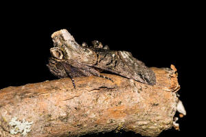 Abrostola tripartita / Silbergraue Nessel-Hckereule / Nachtfalter - Eulenfalter - Noctuidae - Plusiinae