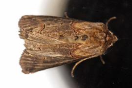 Abrostola triplasia / Dunkelgraue Nessel-Hckereule / Nachtfalter - Eulenfalter - Noctuidae - Plusiinae