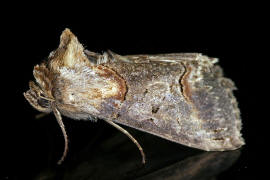 Abrostola triplasia / Dunkelgraue Nessel-Hckereule / Nachtfalter - Eulenfalter - Noctuidae - Plusiinae