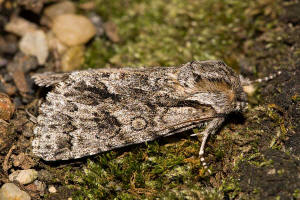 Acronicta auricoma / Goldhaar-Rindeneule / Nachtfalter - Eulenfalter - Noctuidae - Acronictinae